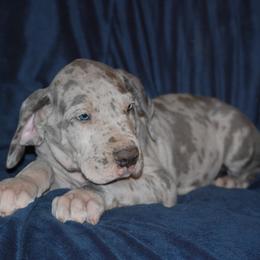Great Dane and Miniature Schnauzer Puppies from River Valley Great Danes
