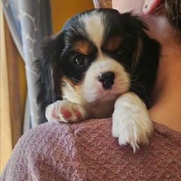 Romeo - Tri-color male Cavalier King Charles Spaniel puppy in Castorland, New York from Faithful Friends Cavaliers