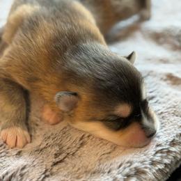 Jeep - Wolf sable male Pomsky puppy in Greenfield, Minnesota from SRF Pomskies