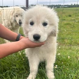 Male 5 - White male Maremma Sheepdog puppy in New Auburn, Wisconsin from Cordell Corgis