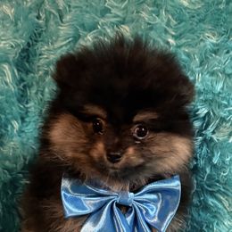Bear - Black and tan male Pomeranian puppy in Gainesville, Texas from Pomtastic Pomeranians