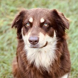 Penny - Australian Shepherd