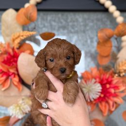 Latte - Red  female Goldendoodle puppy in Spanish Fork, Utah from K Brand Doodles