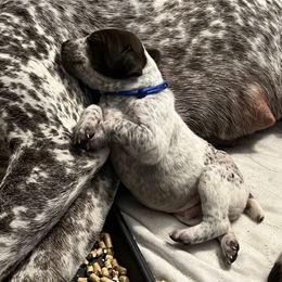 German Shorthaired Pointer Puppies from Bequest German Shorthaired Pointers