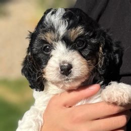 Rocky - Tri-color male Cavachon puppy in Draper, Utah from Cavachon Love Chocolate Cavaliers, Cavaliers, Cavachon’s, Cavapoos