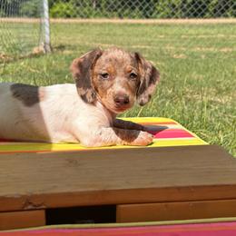Honey Bee - Dapple female Dachshund puppy in Ben Wheeler, Texas from P&P Dachshunds