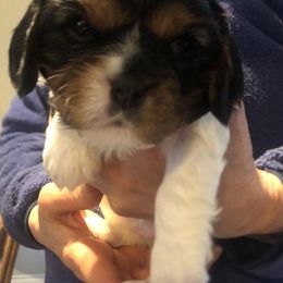 Girl 2 - Tri-color Cavalier King Charles Spaniel puppy in Belding, Michigan from Miller Cavs and Pyrs
