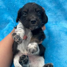 Delmar - Piebald male Dachshund puppy in Sarah, Mississippi from White's Mississippi Doxies
