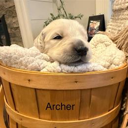 Boy 6 - Light golden male Golden Retriever puppy in Oconto, Wisconsin from Abbie's Golden Retrievers