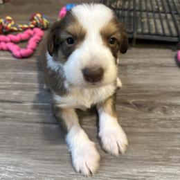 Boy 5 - Sable male Aussiedoodle puppy in Hillsboro, Illinois from Perfect Paws Puppies