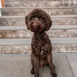 Lainey - Goldendoodle
