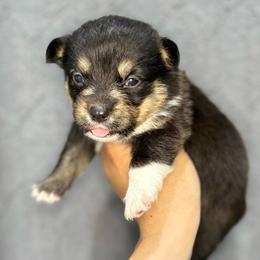 Tri Male - Black and tan male Pembroke Welsh Corgi puppy in Moreno Valley, California from Corgi Dobie Co.