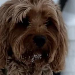 Goldendoodles from Handy Pups