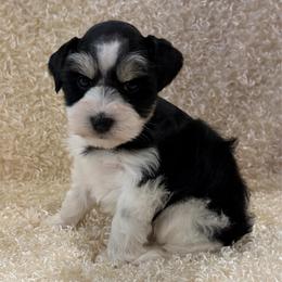 Erin - Black and silver female Miniature Schnauzer puppy in San Augustine, Texas from My Little Schnauzer Pals