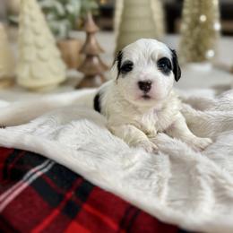 Red Collar - Tri-color male Bernedoodle puppy in Indiahoma, Oklahoma from Farm Fresh Doodles