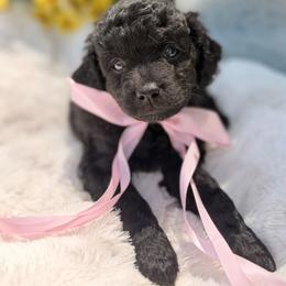 Lucy - Black female Cavapoo puppy in Somerset, Kentucky from Hilltop Doodles KY LLC
