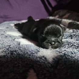 Male 2 - Black male Shih Tzu puppy in Little Falls, Minnesota from Tough Shih