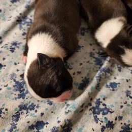 Boston Terrier Puppies from The Christian Bostons