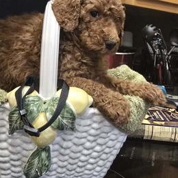Black Collar - Red  female Poodle puppy in Henagar, Alabama from Windy Oak Kennels