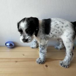 Rocky-Baby boy 1 - Parti male Miniature Schnauzer puppy in Sacramento, California from Valdez Mini Schnauzers
