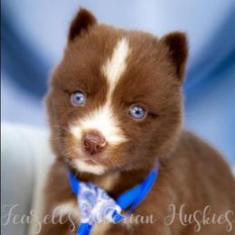 Django - Red and white male Siberian Husky puppy in Richland, Mississippi from Feazell’s Siberian Huskies