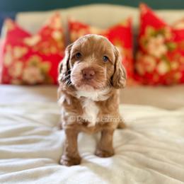 Strawberry - Caramel female Australian Labradoodle puppy in San Antonio, Texas from Pinnacle Labradoodles