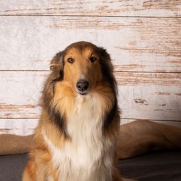 Mabel - Collie