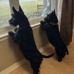 Scottish Terriers from Red River Scotties