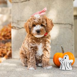 Brighton - Red  Goldendoodle puppy in Riverton, Utah from Utah Doodlebug