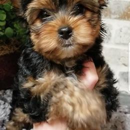 Reece - Black and gold male Yorkshire Terrier puppy in Hot Springs, Arkansas from Kimberly's Lovable Littles