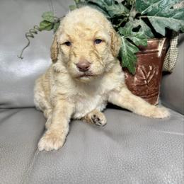 Jagger - Cream male Goldendoodle puppy in Lake City, Florida from Dream Hollow Farm