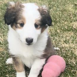 Bernese Mountain Dogs and Shetland Sheepdogs from Heslip Family Puppies