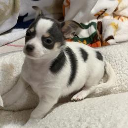 Danny CKC - Blue and white male Chihuahua puppy in Amity, Pennsylvania from Rhoda and Verna