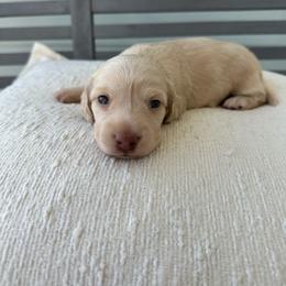 Lily - Cream female Dachshund puppy in Tampa, Florida from Crosbys Doxies