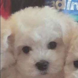 Jinu - White and buff male Bichon Frise puppy in Cape Coral, Florida from Arralaine Pups
