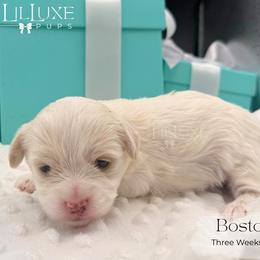 Boston - White and lemon male Morkie puppy in Scottsdale, Arizona from Lil Luxe Pups