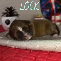 Lock - Brindle male Shih Tzu puppy in Houston, Texas from Pup Paw-lace