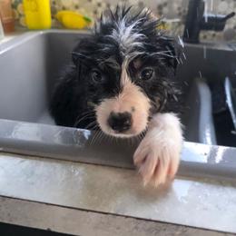 Pitaya - Black tri-color female Australian Shepherd puppy in Albany, Oregon from Red Cloud Australian Shepherds and DeGray Great Danes & Bulldogs