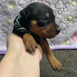 Magnolia - Black and tan female Miniature Pinscher puppy in Lancaster, Missouri from White Stone Ranch