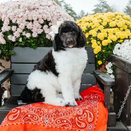 Dorothy - Parti female Poodle puppy in Vilonia, Arkansas from Liberty Valley Poodles