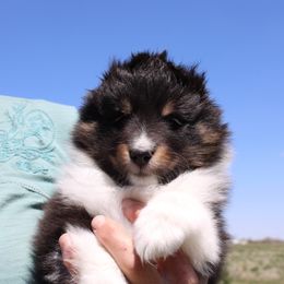 Shetland Sheepdog Puppies from Enlia Shelties