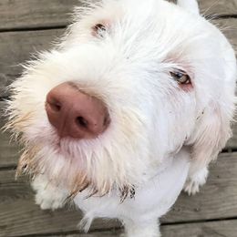 Spinoni Italiani from Bella Campo Spinone