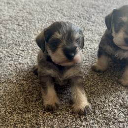 Miniature Schnauzer and Toy Australian Shepherd Puppies from Roses Halfpint Ranch