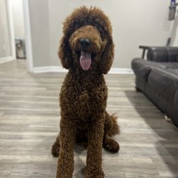 Woodrow - Poodle