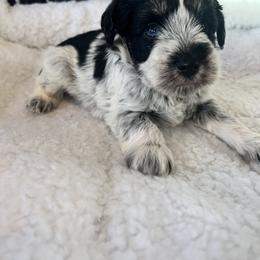 Miniature Schnauzer Puppies from A.R Miniature Schnauzers