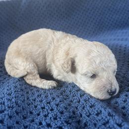 Simba - Cream male Poodle puppy in Mayville, Michigan from Kathy Maize