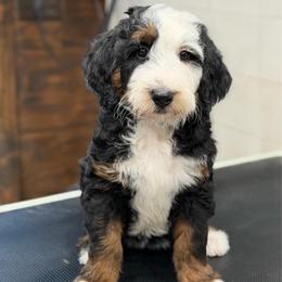 Bagel - Tri-color female Bernedoodle puppy in El Campo, Texas from Little Fur Friends Bernedoodles
