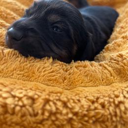 Chewy - Black and tan male Dachshund puppy in Meridian, Id 83646 3658, Idaho from Boise Best Mini Dachshunds