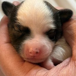 Chinese Crested and Miniature American Shepherd Puppies from Carousel Kennel