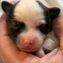 Chinese Crested and Miniature American Shepherd Puppies from Carousel Kennel